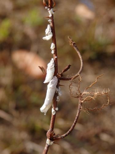 Crypticerya genistae